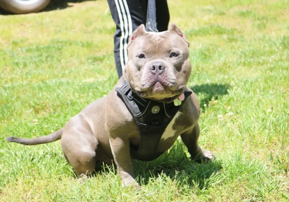 A muscular brown dog with a black harness sits on a grassy field.