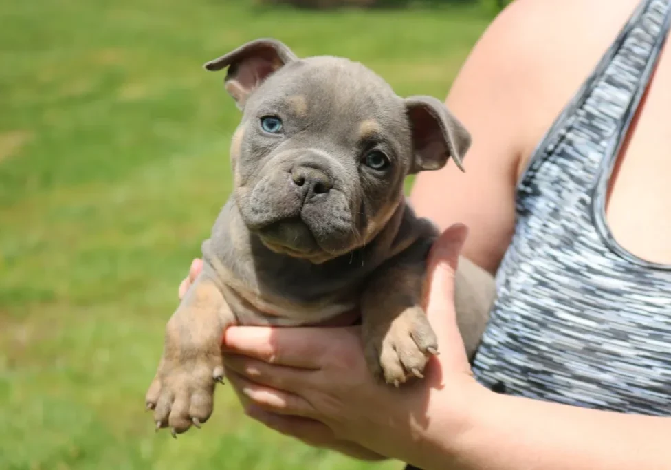 A person holding a gray puppy outdoors.