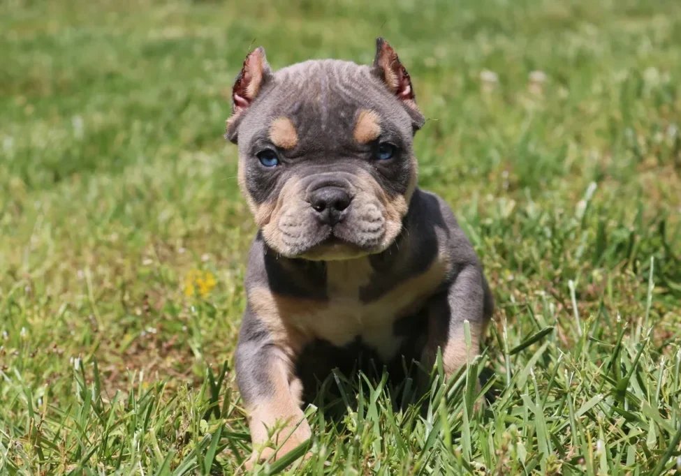 A micro bully puppy for sale sitting in the grass looking at the camera.