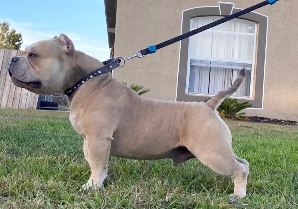 A stocky dog with a tan coat on a leash outdoors, standing in a grassy area.