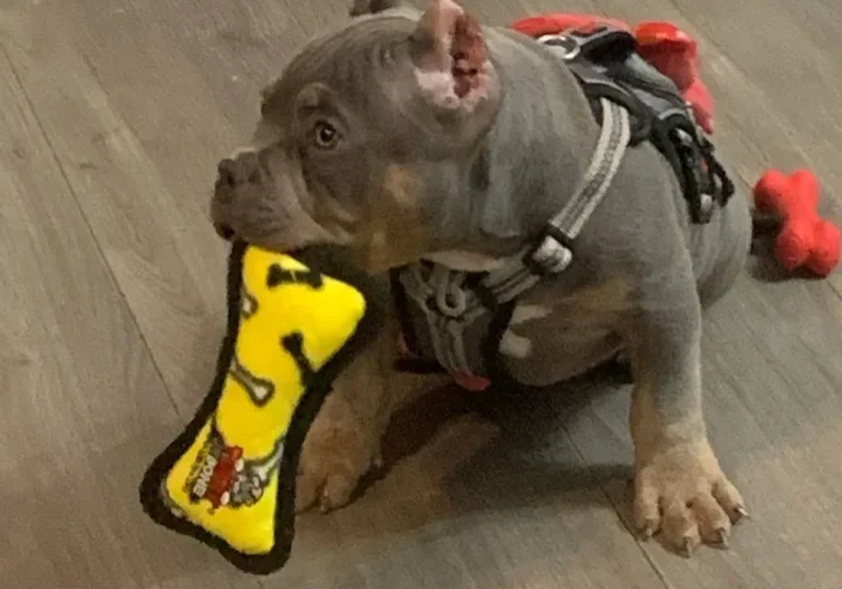 Gray dog with a harness chewing on a yellow toy.