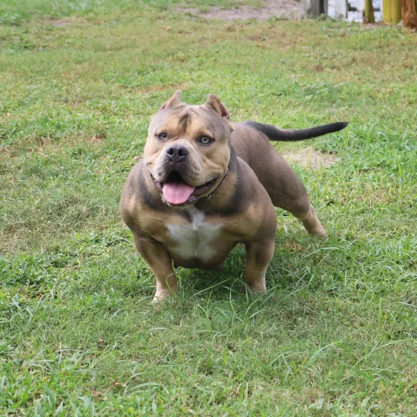 Tri-colored female pocket bully from Southeast Bully Kennels, showcasing the Block bloodline. This tri color pocket bully for sale is part of a lineage with over 25 Champion and Grand Champions, bred by a top Pocket bully breeder