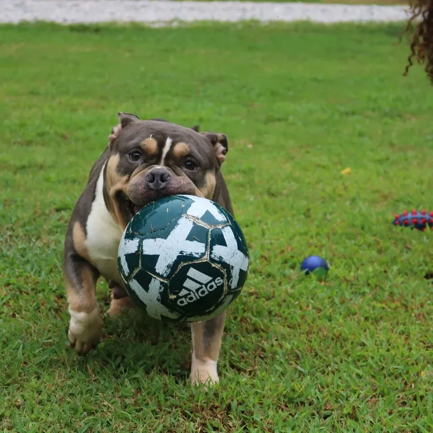 extreme build pocket bully female. for the best pocket bully for sale, get one from the a top rated pocket bully breeder at southeast bully kennels