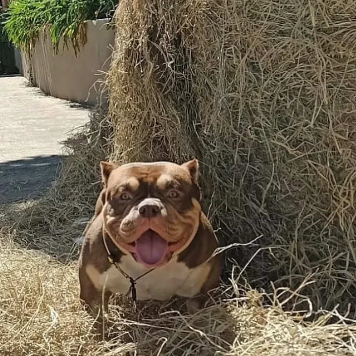 Chocolate tri female micro bully. For those seeking a premier micro bully breeder or a micro bully for sale, Southeast Bully Kennels is an excellent choice.